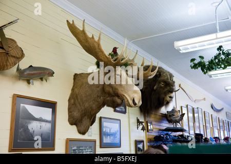 Tierköpfe an Wand in Tourist Souvenir-Shop in Sitka, Alaska montiert Stockfoto