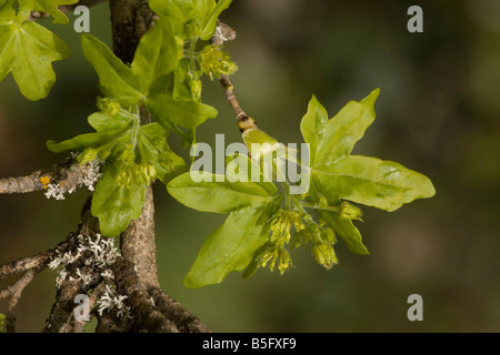 Feld Ahorn Acer Campestre in Blume Frühling Stockfoto