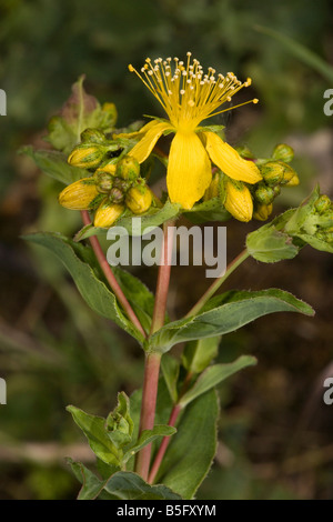 Perfoliate St John s Johanniskraut Hypericum Perfoliatum Sizilien Stockfoto