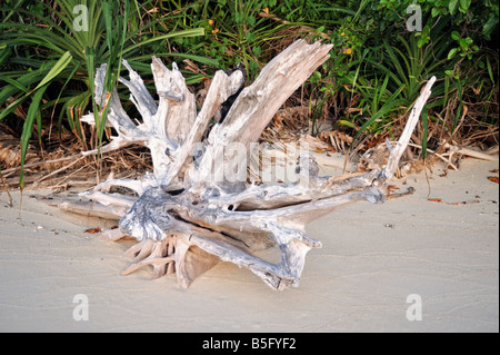 Treibholz am Strand auf Lankayan Island Dive Resort, Sabah, Malaysia Stockfoto