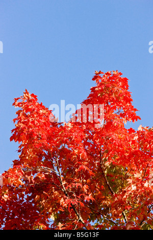 Herbst Blatt Farbwechsel in den oberen mittleren Westen der Vereinigten Staaten Stockfoto