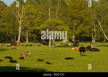 Herde von Rindern grasen und ruht in einem Waldgebiet clearing an Ottenby Lund Öland Schweden Stockfoto