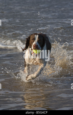 Englisch Springer Spaniel Holkham Beach-Norfolk Stockfoto