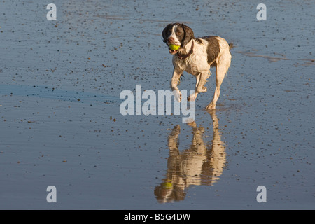 Englisch Springer Spaniel Holkham Beach-Norfolk Stockfoto