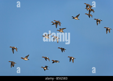 Pfeifente Anas penelope Herde füttern im Winter bei RSPB Reservat Titchwell Norfolk Stockfoto