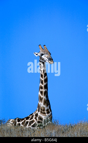 Giraffe Giraffa Plancius Kalagadi Transfrontier National Park in Südafrika Stockfoto