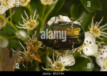 Rose Chafer Cetonia Aurata auf Weißdorn, die Larven leben in abgestorbenem Holz Stockfoto
