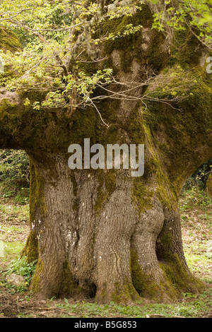 Alten 600 Jahre alten Sessile Eiche Quercus Petraea in den Bergen Siziliens Stockfoto