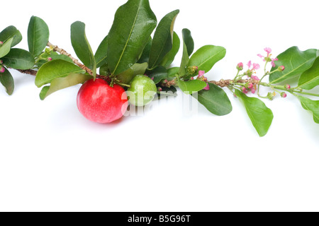 Acerola Früchte auf weißem Hintergrund Stockfoto