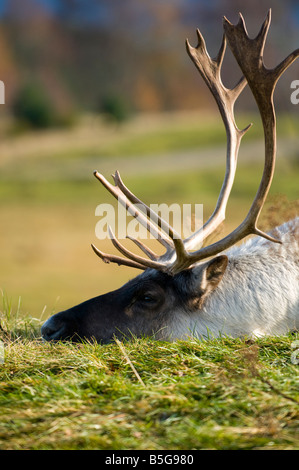 Europäische Wald Rentier (Rangifer Tarandus Fennicus) Stockfoto