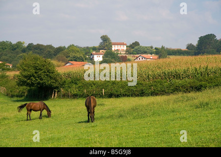 Pferde grasen auf ländlichen Ackerland in der Pyrenees Atlantiques Abteilung der französischen baskischen Land Südwest-Frankreich Stockfoto