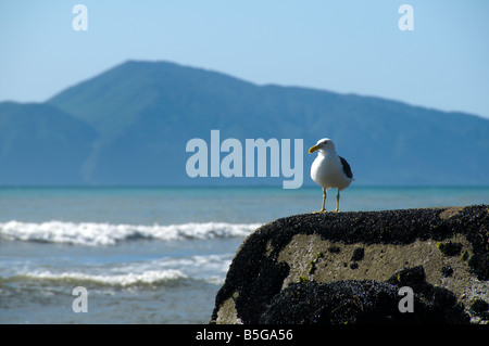 Kapiti Island von Paekakariki Beach, North Island, Neuseeland Stockfoto