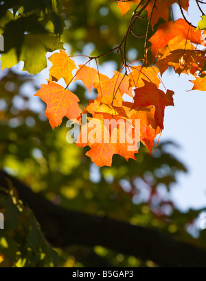 Herbst Blatt Farbwechsel in den oberen mittleren Westen der Vereinigten Staaten Stockfoto