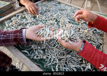 Frauen, die kleine Fische auf Gestellen in Mui Ne Vietnam trocknen auslegen Stockfoto