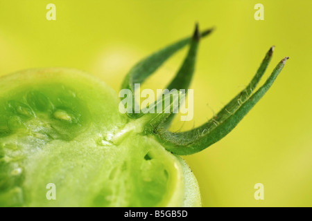 halbierten grünen unreifen Tomaten auf grün Stockfoto