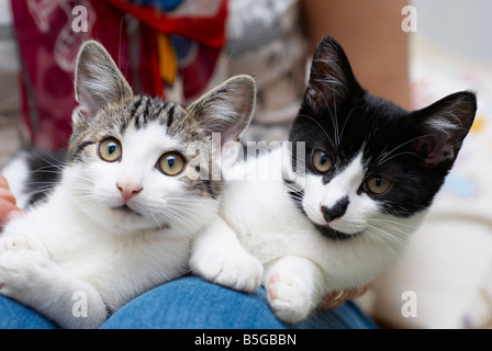 Katzen, die auf eine Frau Schoß saß Stockfoto
