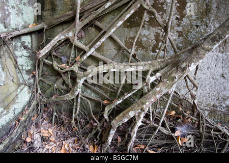 Im Inneren die überwucherten Tempel der Ta Prohm Tempel von Angkor Siem Reap Kambodscha Stockfoto