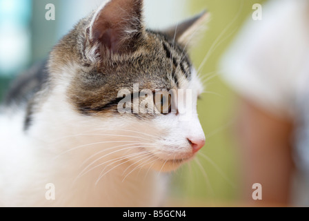 Nahaufnahme eines jungen Tabby Katze Gesicht mit einem Fokus Person Arm hinter Stockfoto