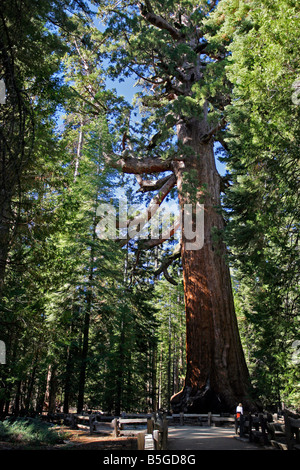 Grizzly Giant in Mariposa Grove im Yosemite National Park in Kalifornien Stockfoto