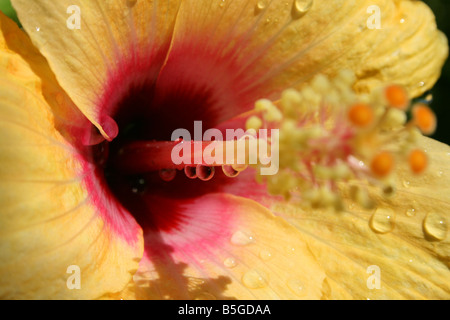 Gelber Hibiskus-Nahaufnahme Stockfoto