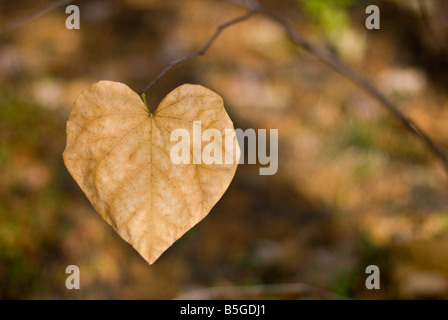 Die letzten verbleibenden herzförmigen Blatt auf einem Ast im Herbst Stockfoto