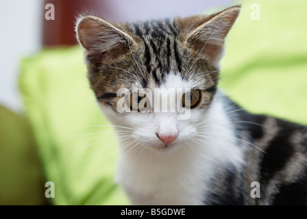 Inländische kurzhaarige Kätzchen, männlich, Großbritannien. Fotografiert im Familienhaus. Stockfoto