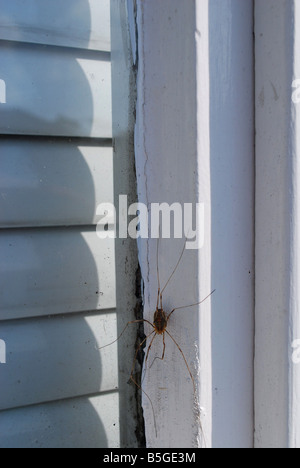 Ernten Sie Spinne kroch die Fensterrahmen Stockfoto