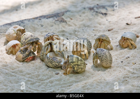 Eine Gruppe von Einsiedlerkrebse auf einem weißen Sandstrand Stockfoto