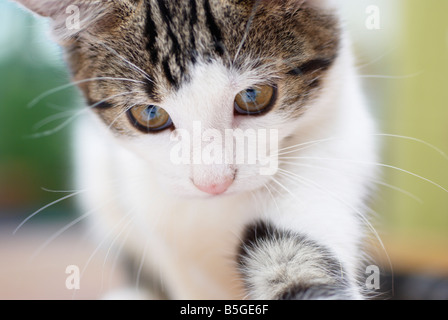 der junge Tabby Katze Gesicht Nahaufnahme Stockfoto