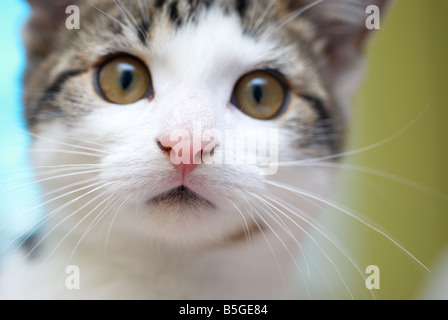 der junge Tabby Katze Gesicht Nahaufnahme Stockfoto