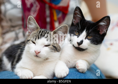 Katzen, die auf eine Frau Schoß saß Stockfoto