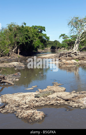 Nil-Krokodil (Crocodylus Niloticus) Aalen, Grumeti Fluss, Serengeti, Tansania Stockfoto