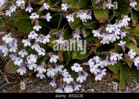 Eine seltene Pflanze aus den Rhodopen Haberlea rhodopensis Stockfoto