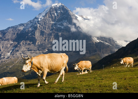 Alpine Kühe mit dem Eiger Berg im Hintergrund der Schweiz Stockfoto