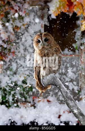 Tawney Eule Strix Aluco thront am Schiebegriff Hacke im Schnee Potton Bedfordshire Stockfoto