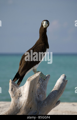 Ein braun-Sprengfallen (Sula Leucogaster) ruht auf Bird Island, Naturpark Tubbataha Reefs, Sulusee, Palawan, Philippinen Stockfoto