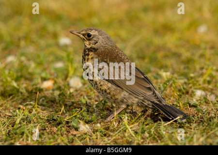 Junge Wacholderdrossel Turdus Pilaris auf Rasen Schweden Stockfoto