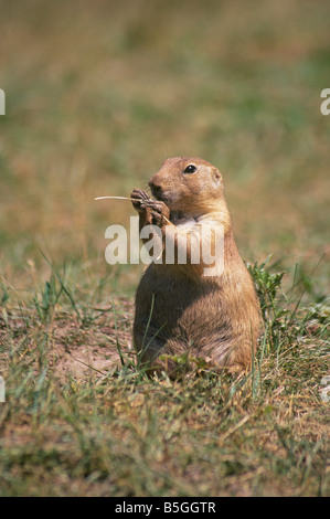 Porträt einer Präriehund Cynomys sich in einer Präriehund Stadt im Custer State Park Stockfoto