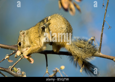 Afrikanischen Baum Eichhörnchen (Paraxerus Cepapi) Fütterung in einem Baum Etosha Nationalpark Namibia Stockfoto