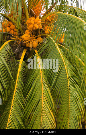 CAYE CAULKER BELIZE Palme und Kokosnüsse Stockfoto