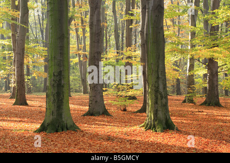 Buchenwald im Herbst. Fagus sylvatica Stockfoto