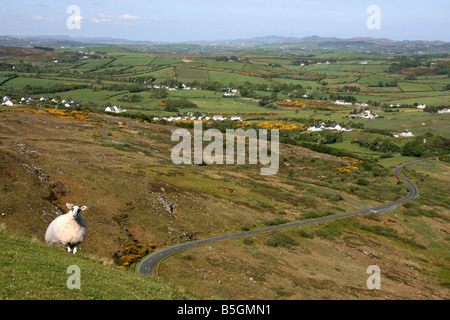 einsame Schafe stehen auf der steilen Seite des Knockalla Gebirges in County Donegal, Irland Stockfoto