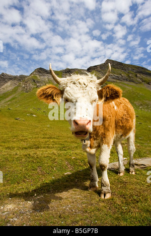 Alpine Kuh in der Berner Oberland-Schweiz Stockfoto