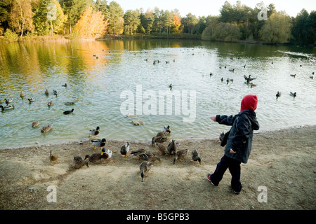 Ein kleiner Junge füttert die Enten am Rande eines Sees, Norfolk, England Stockfoto