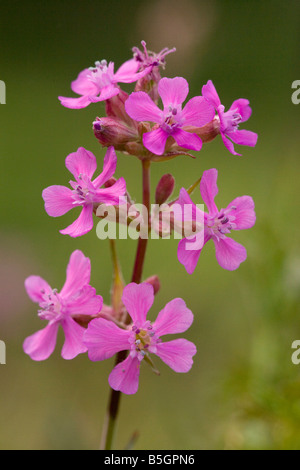 Klebriges Leimkraut Lychnis Viscaria sehr selten in Großbritannien auch in Gärten angebaut Stockfoto