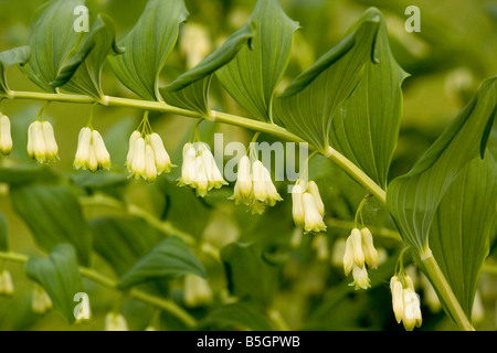 Salomonssiegel Polygonatum Multiflorum im Wald Stockfoto