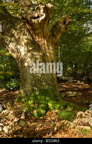 Ein toter Baum, UK. Stockfoto