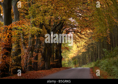 Beech Avenue, Teasses in der Nähe von Ceres, Fife, Schottland Stockfoto