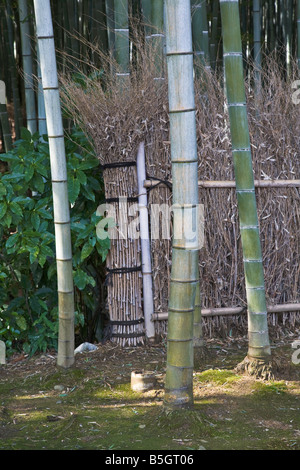 Kyoto-Stadt Arashiyama Bezirk Japan Arahaiyama Tenryuji Tempel Garten Detail der Zaun in den Bambuswald Stockfoto