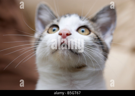 Inländische kurzhaarige Kätzchen, männlich, Großbritannien. Fotografiert im Familienhaus. Stockfoto